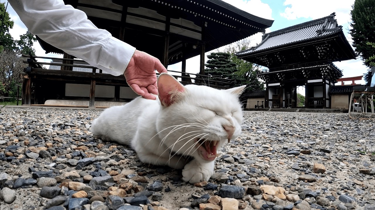 梅宮大社　白猫ミータちゃんと過ごしている最中に遊びにやって来たキジトラ猫に浮気をしたら、拗ねて嫌がらせの如く本殿内へと去って行ってしまった