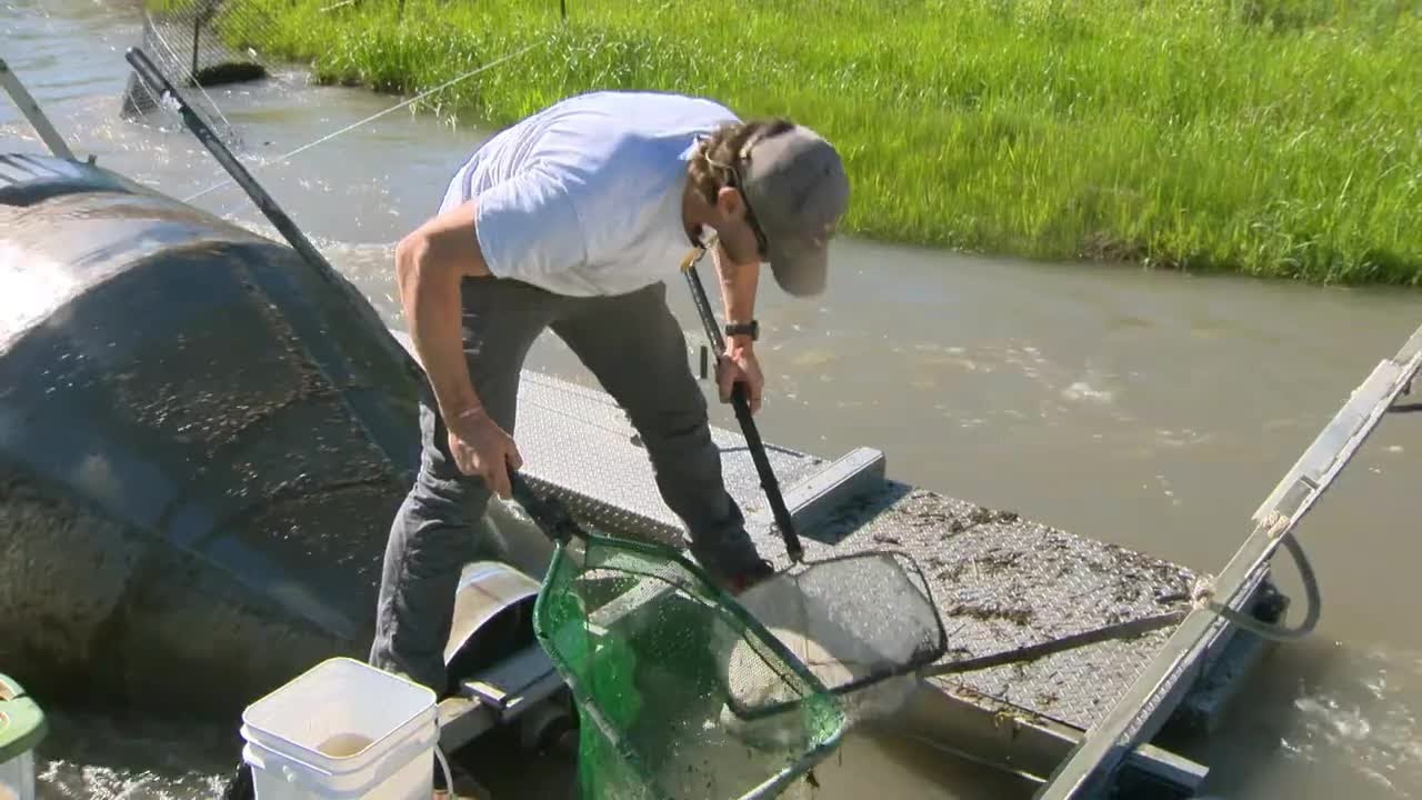 VIDEO: Montana FWP explains why tributaries are vital to fish