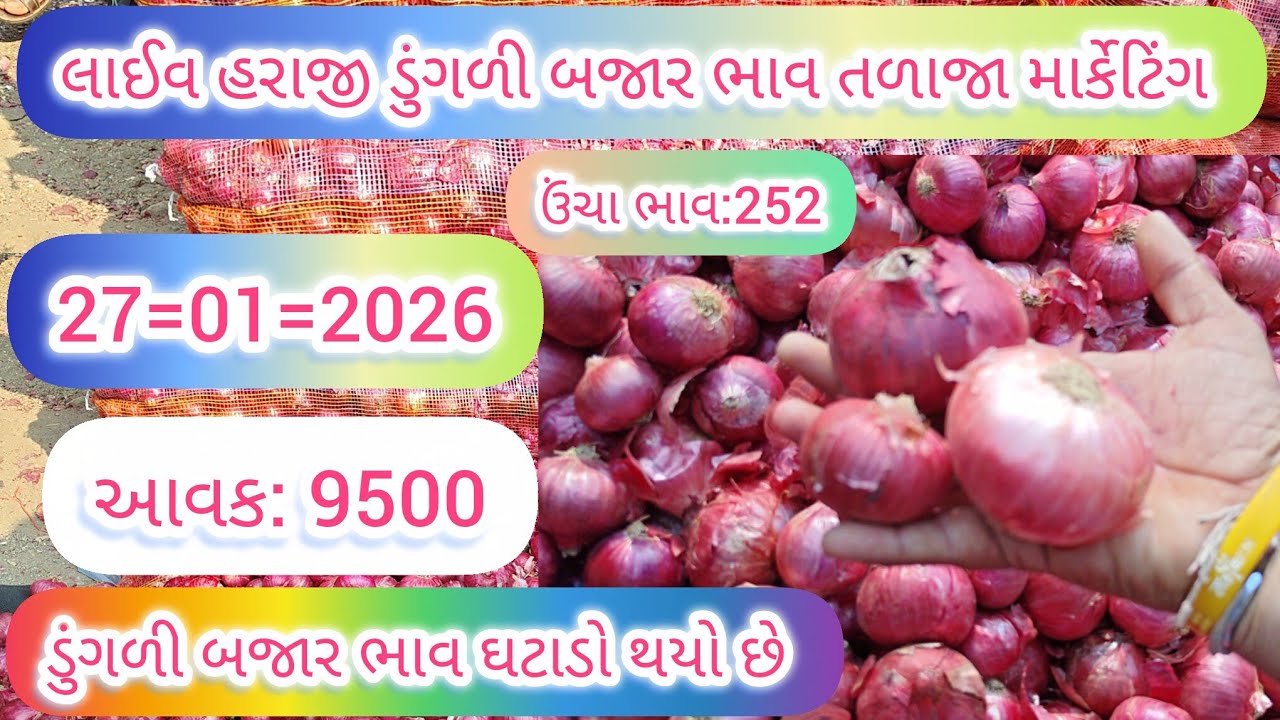 ડુંગળી બજાર ભાવ તળાજા માર્કેટિંગ યાર્ડમાં | ડુંગળી બજાર ભાવ મંદી છે |27.01.26 |