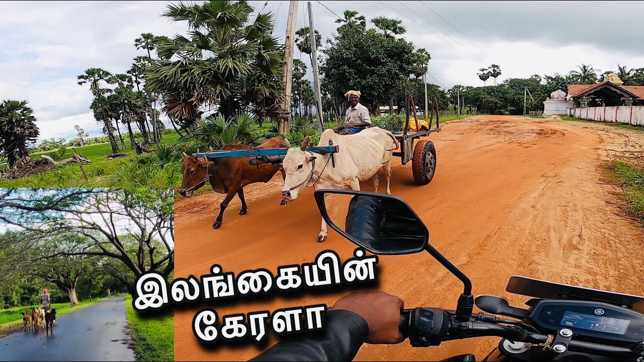 kilinoochchi | அக்கராயன்குளம்  இவ்வளவு அழகா 😳 | vannerikkulam |  #sltamilvlogs