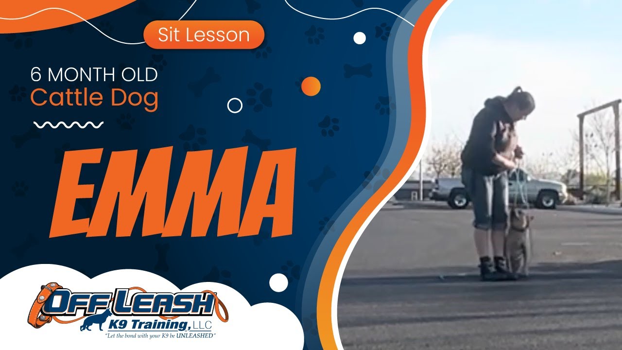 6 mo Cattle Dog Emma~ Best Cattle Dog Trainers~ Off Leash K9 Training Phoenix