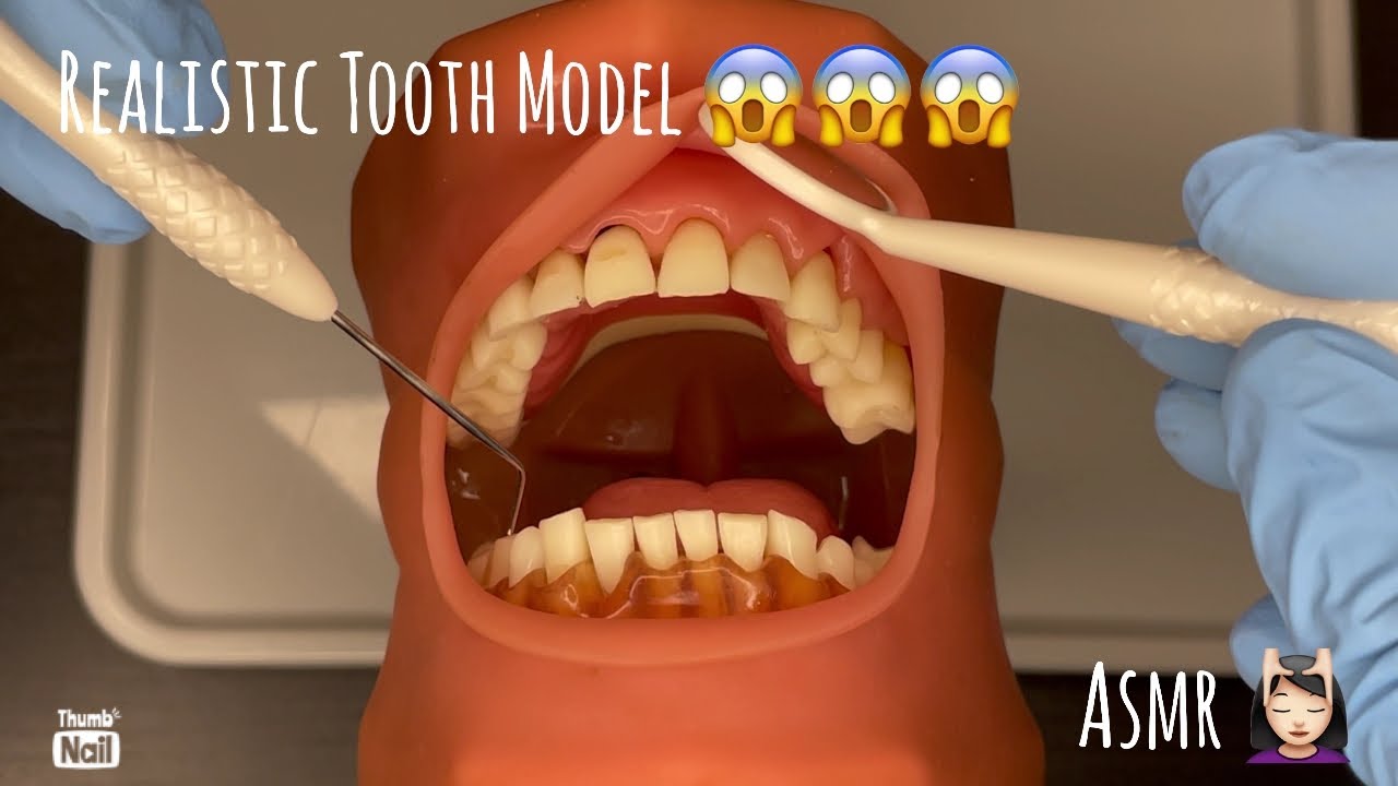 ASMR | Realistic Typodont Visit | Toothbrush, Flossing, Glove Sounds