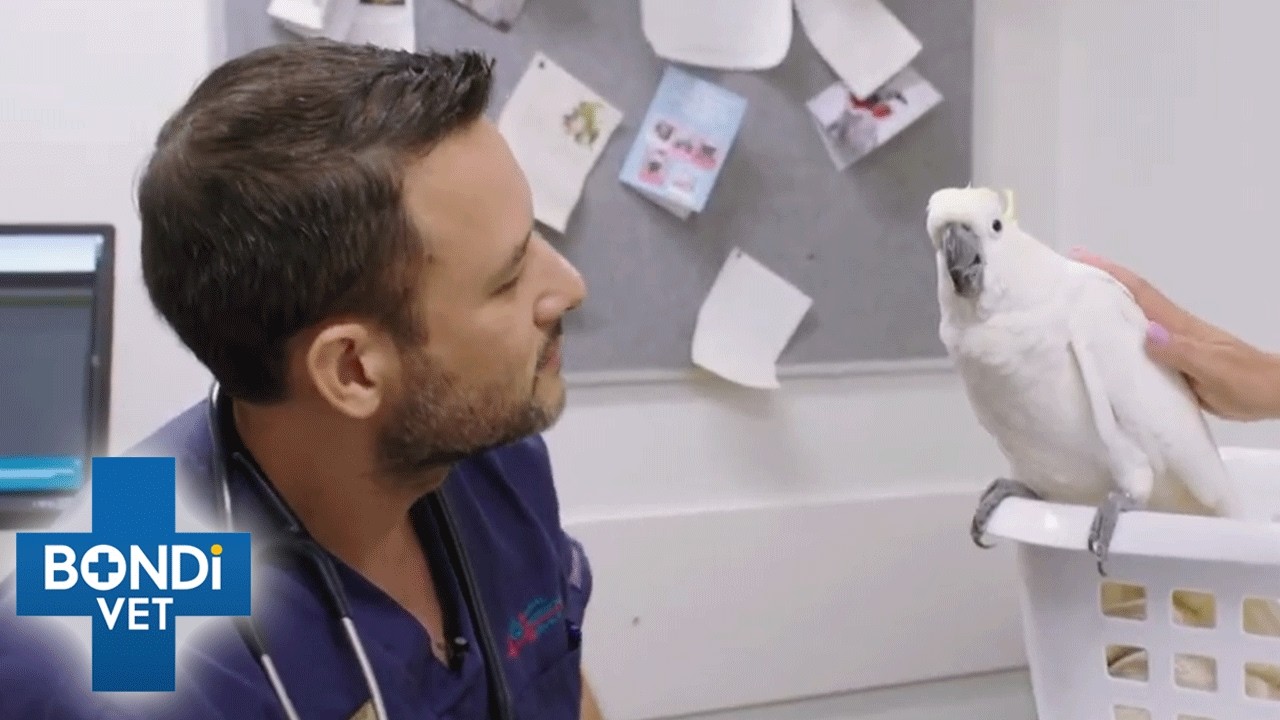 Why Is Stressed Bird Pulling Out His Feathers? 😱 S10 Ep 10 | Bondi Vet