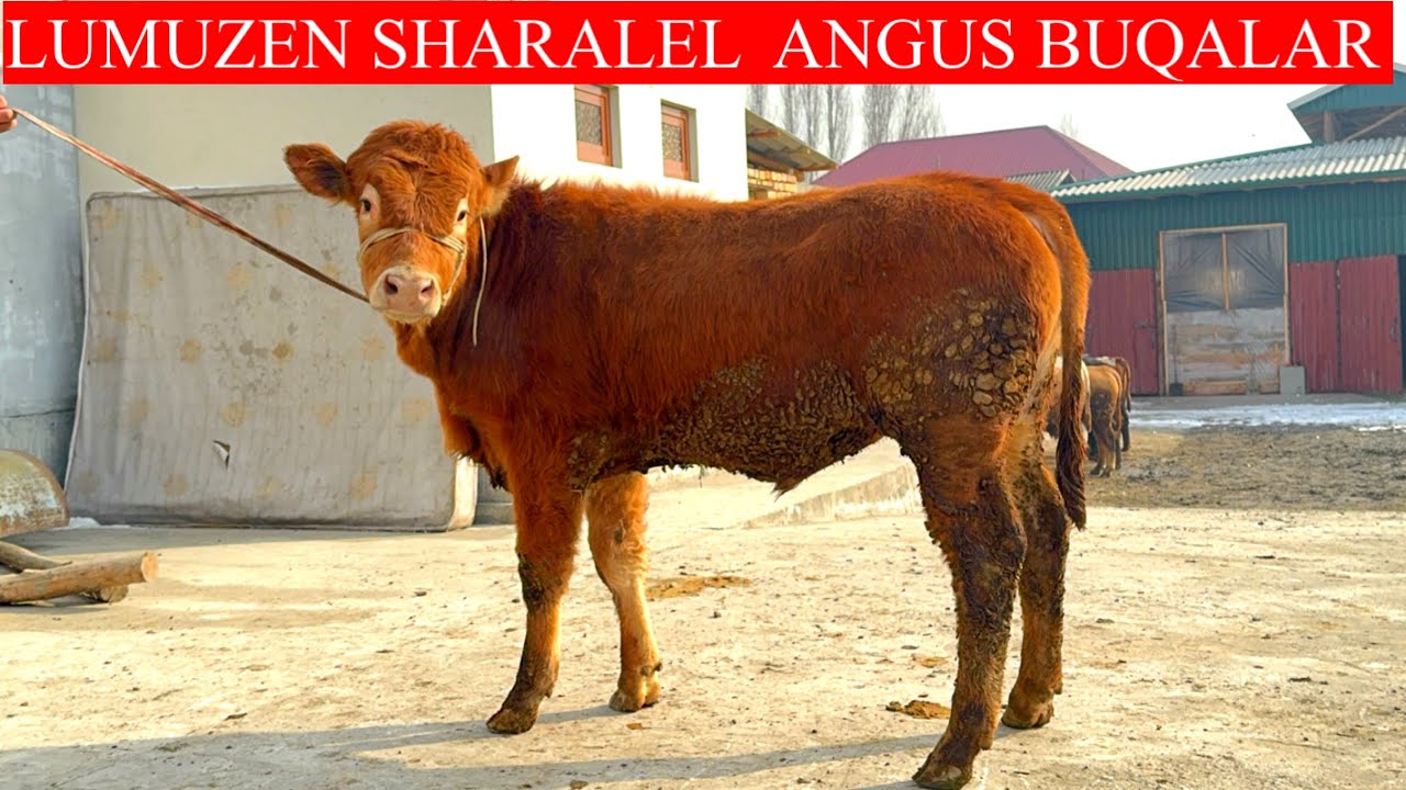 LUMUZEN 😲ABERDEEN ANGUS SHARALEL SEMENTALL BUQALAR 