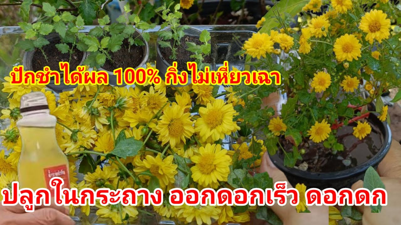 เทคนิคดีๆได้ผล 100% ปักชำ ปลูก ใส่ปุ๋ย ดูแล เก๊กฮวย 4 เดือน ออกดอก ดอกดก#ปลูกในกระถาง#(3)1/2/69