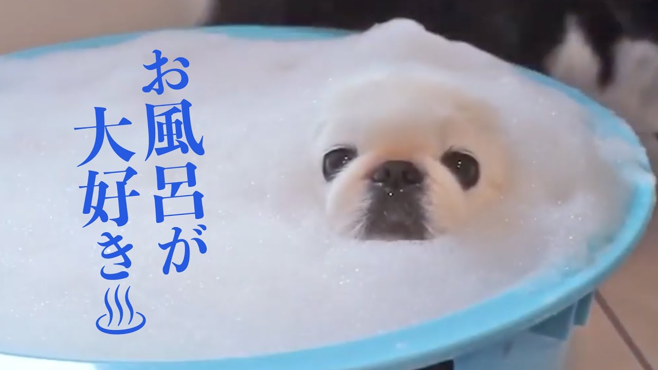 知ってます、お風呂の良さ…♡ ポカポカで癒やされているワンコたち