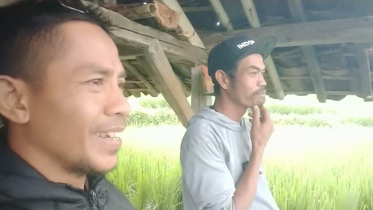 Ngobrol dengan bapak tani ! Sambil lihat hamparan kebun ubi,jagung,bawang dan hamparan padi