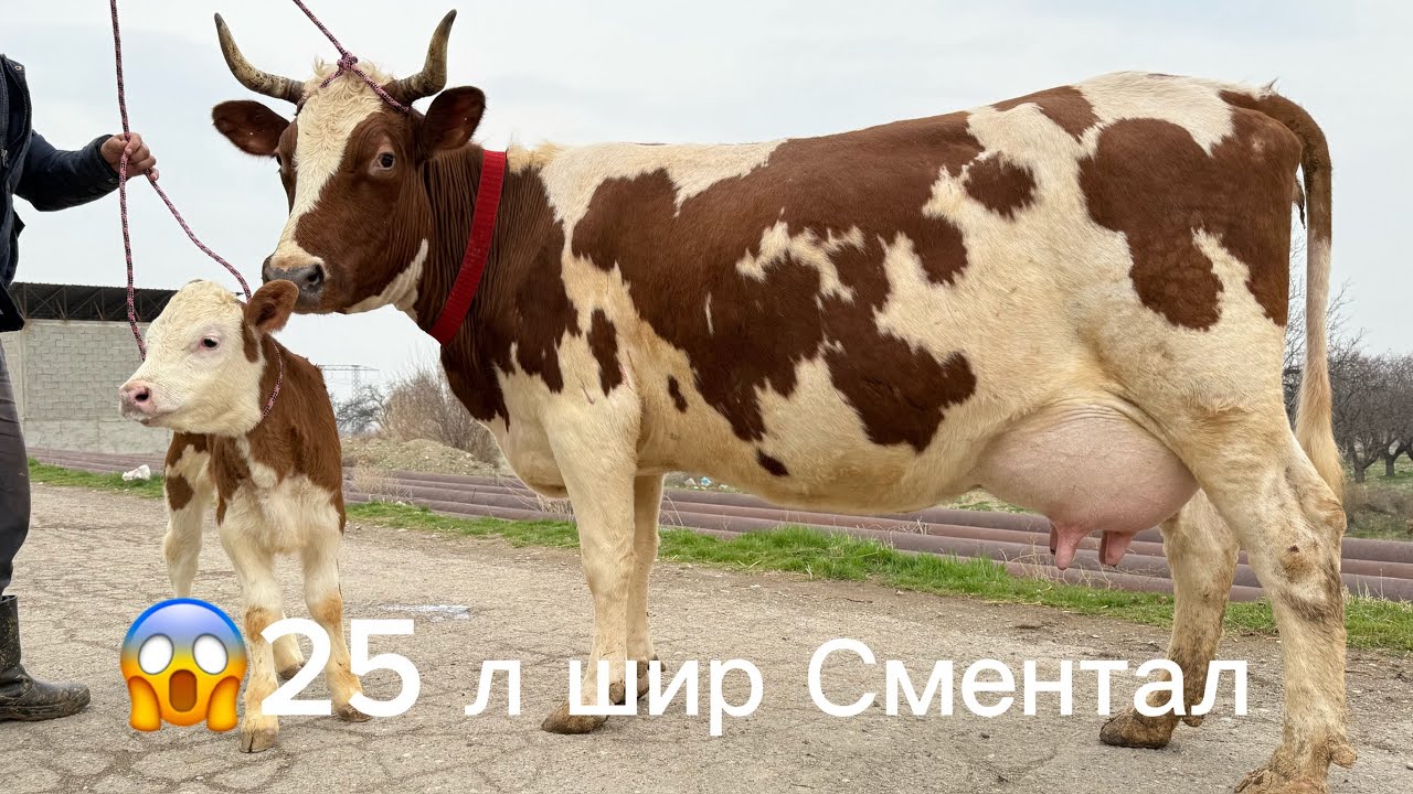 Рекорд аз Авзалшо 2 Сар Молхои Элита дер намонен арзон ва гарантия 