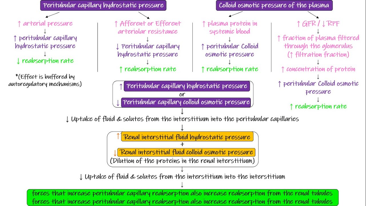 Peritubular Capillaries & Interstitial Fluid Forces. Chapter 28 part 8. Guyton and Hall Physiology.