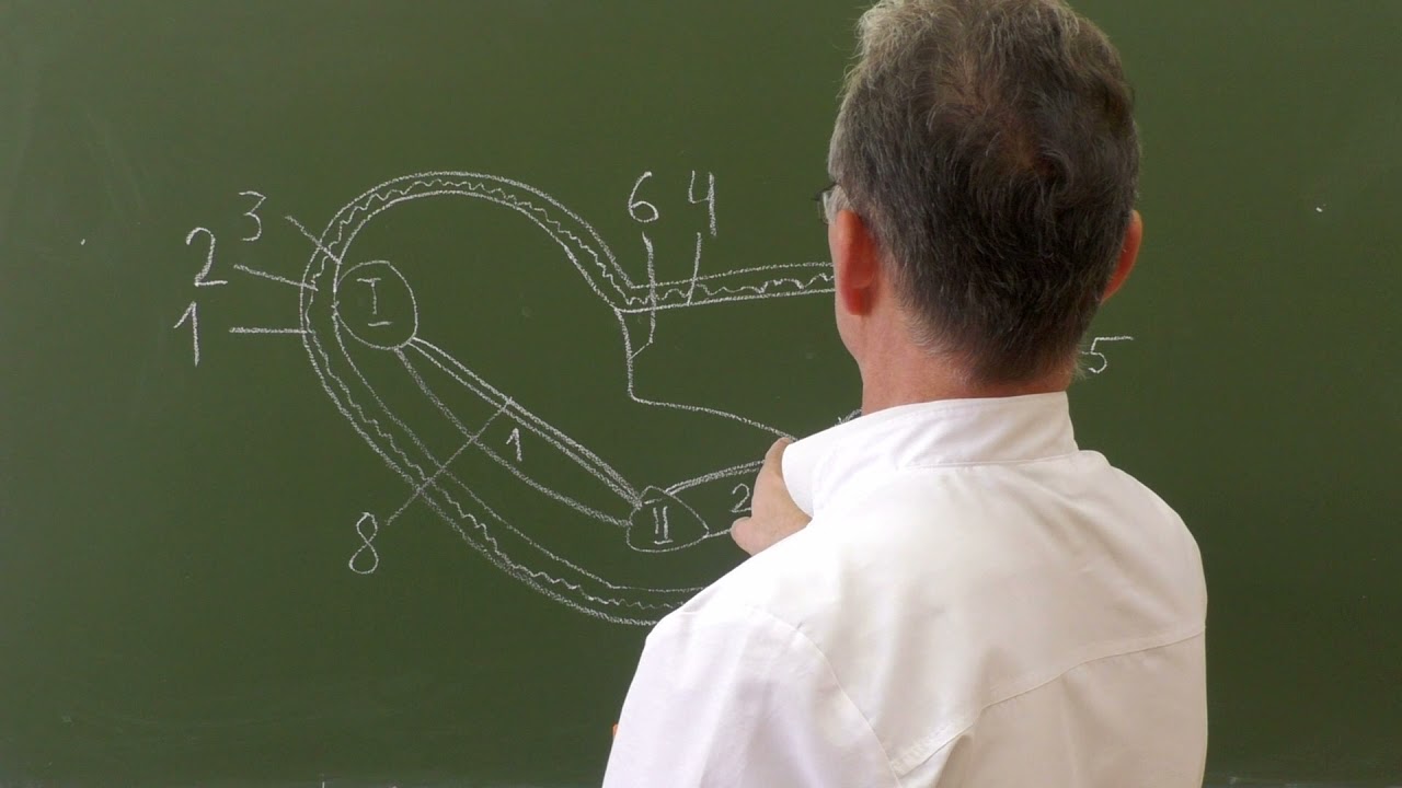 Фасциальные ложа и клетчаточные пространства кисти (правая кисть, поперечный разрез)