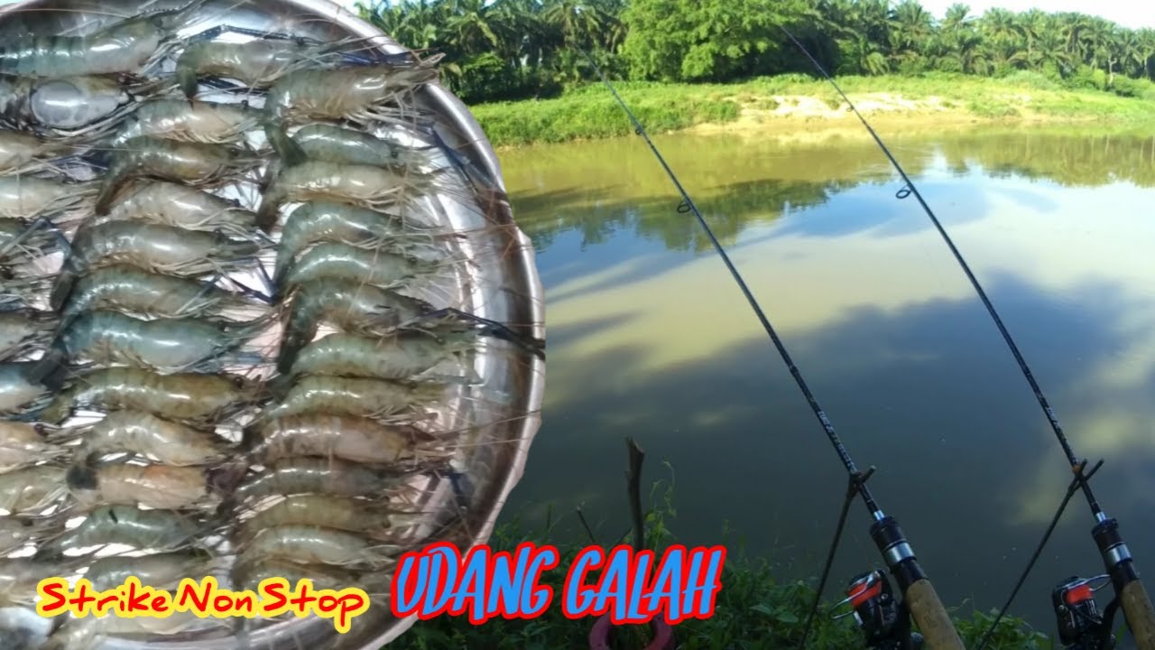 PESTA STRIKE UDANG GALAH SG SELANGOR || MANCING DI TEBING SAHAJA