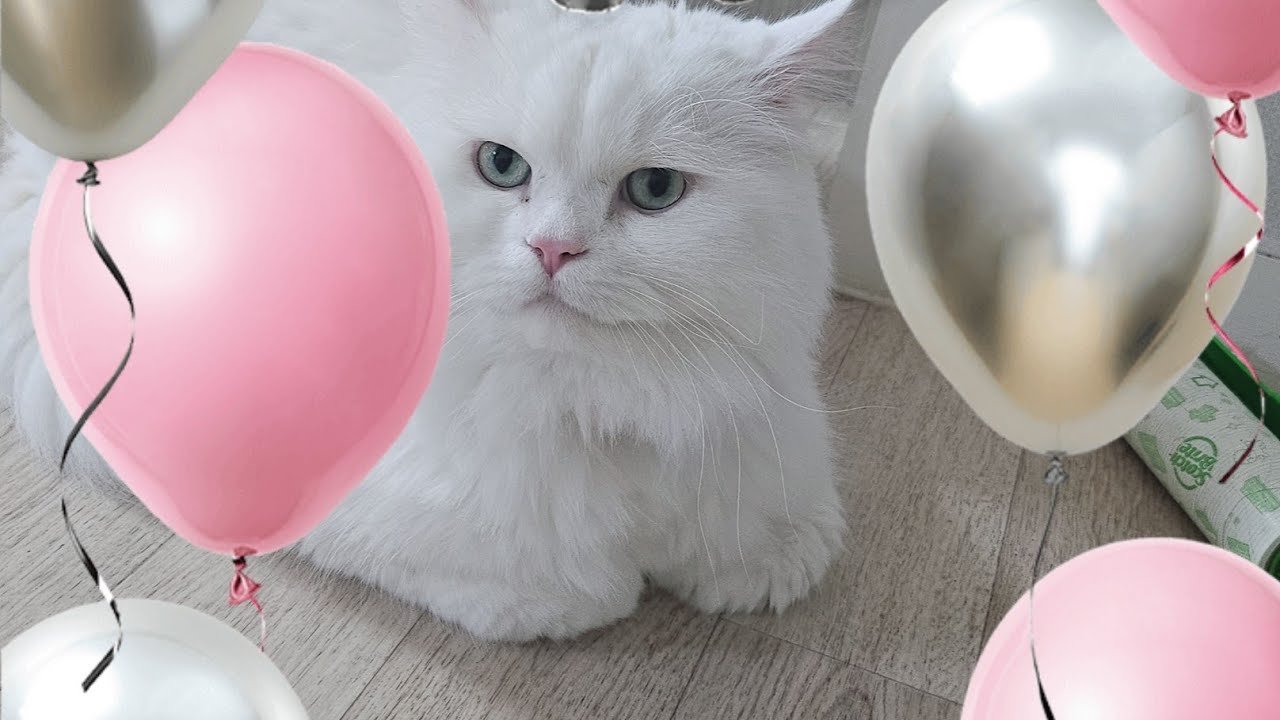 오늘 솜이 6번째 생일입니다