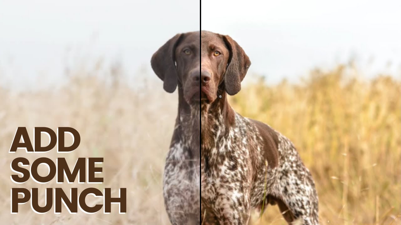 LIGHTROOM EDIT TUTORIAL TO ADD SOME PUNCH - Dog Photo Editing 101