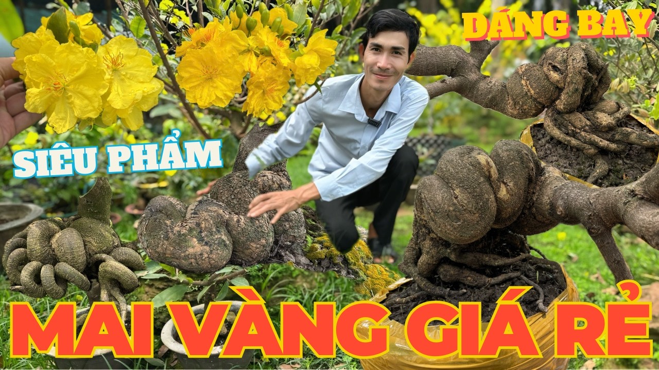 06-03 ANH TÍNH Giao Lưu Mai Vàng Giá Rẻ, Mai Ghép Gốc Nhớt Rút Cốt Củ Đế Quá Đẹp • THÀNH TRỌNG LÊ