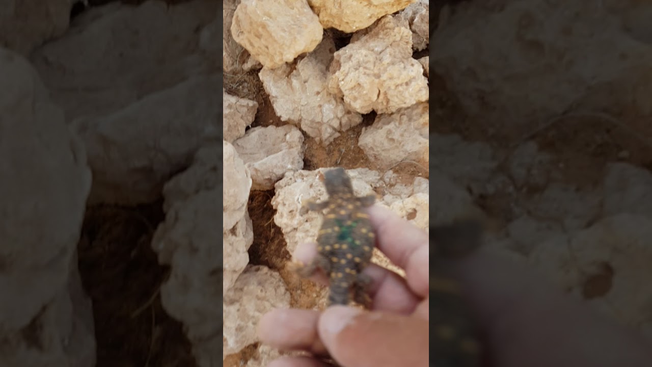 اطلاق ضبان او ضبيبات سحيليات في شعيب وراط في محمية احد الأخوة بسدير