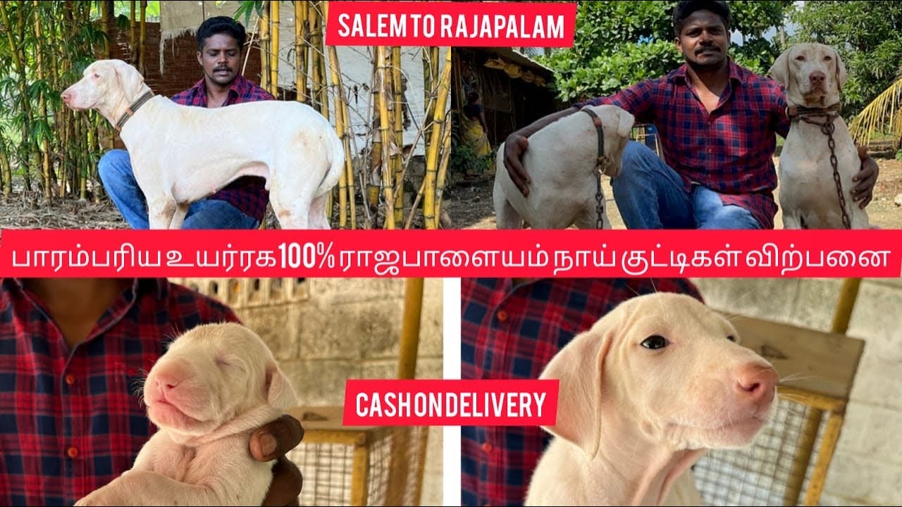 சிறந்த உயர் ரக 100% ராஜபாளையம் நாய் குட்டி வாங்க சேலம் - ராஜபாளையம் பயணம் AR KENNEL DOG FARM VISIT