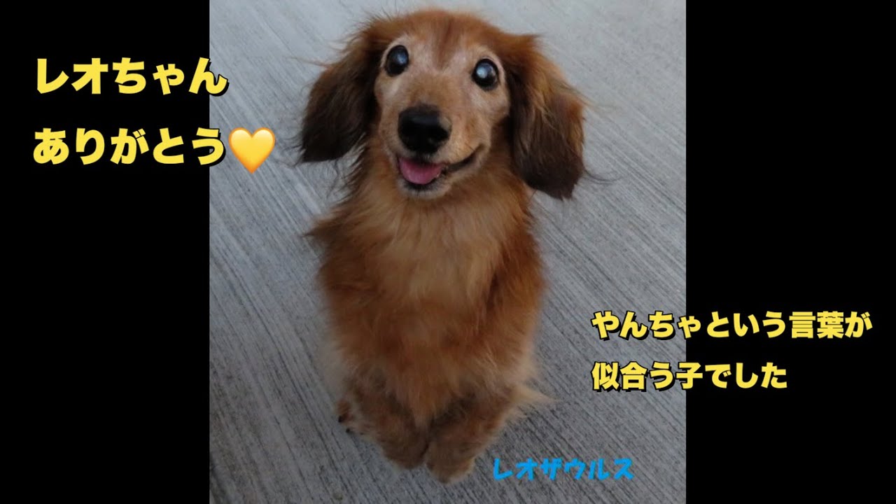 18歳10ヶ月でお空にいきました（ミニチュアダックス）（老犬）（シニア犬）