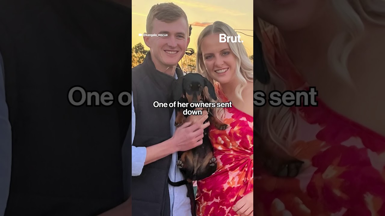 Valerie the lost dachshund is back fro her 500 day adventure