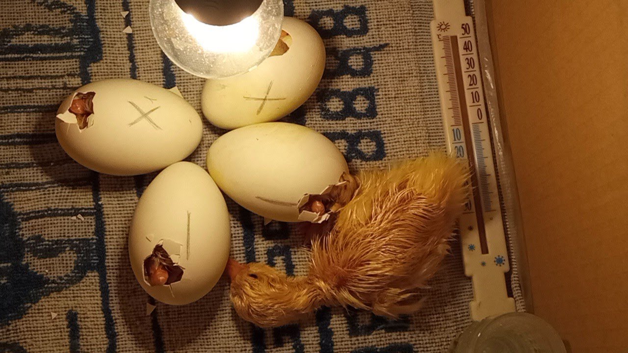 Инкубация гусиных яиц в картонной коробке🐣🐣🐣