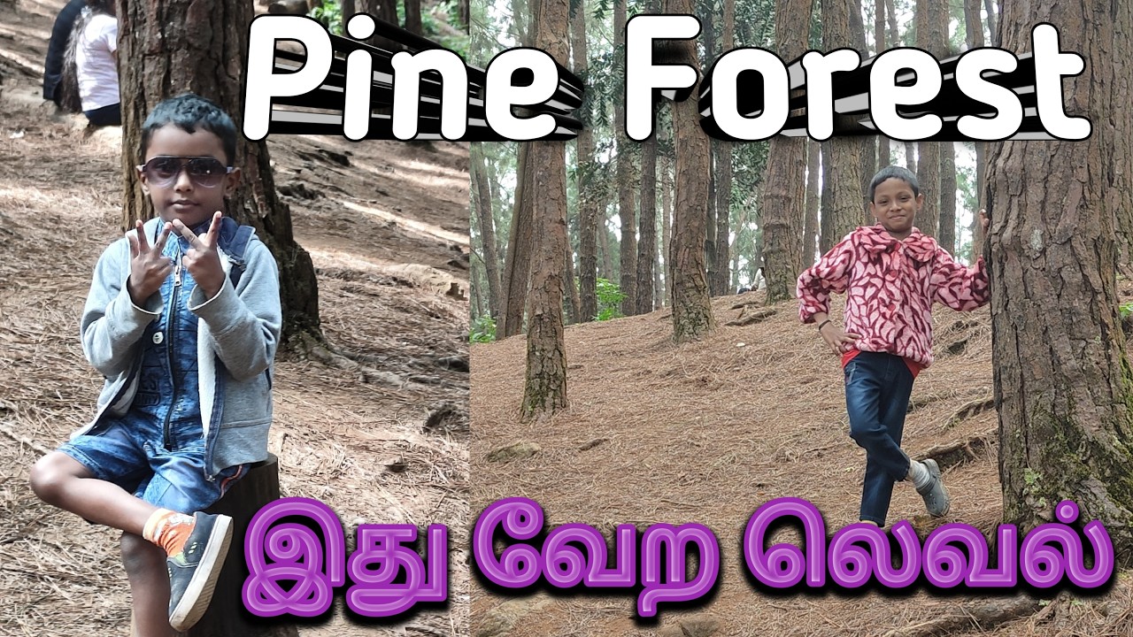 Pine forest Vagamon | மனதை மயக்கும் வாகமானின் பைன் காடுகள் | Best Place in Vagamon | Tamilan Temple
