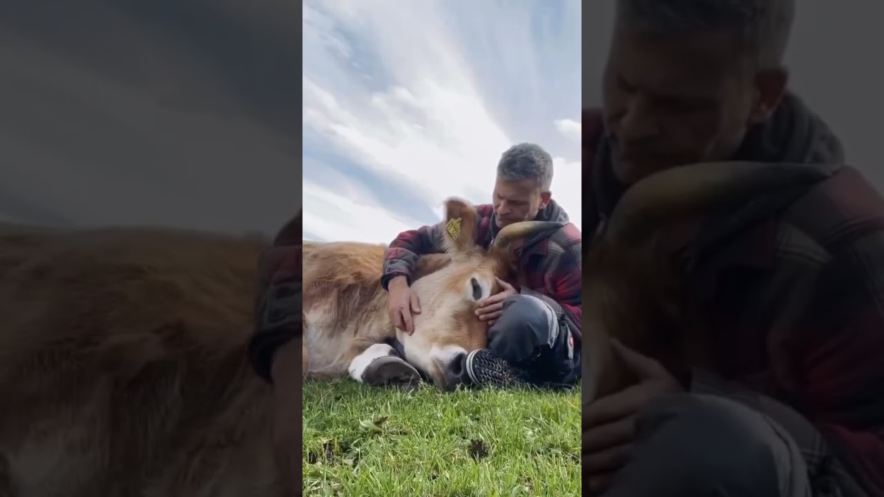 #animales #animalesgraciosos #proteccionanimal #amor #mundo #veteran #humanity