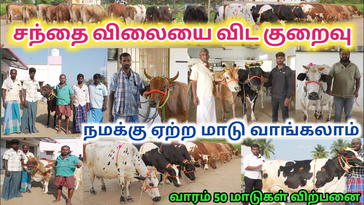 30  லி HF&ஜெர்சிமாடு விற்பனைக்கு | HF&Jersey cow for sales | மாட்டுப்பண்ணை ஏற்ற உயர்தர மாடுகள்