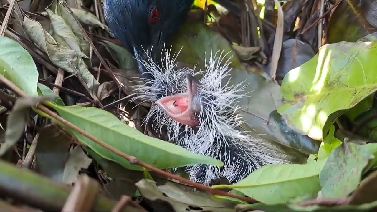 ANAK BUBUT MASIH BAYI TONTON SAMPAI TUNTAS