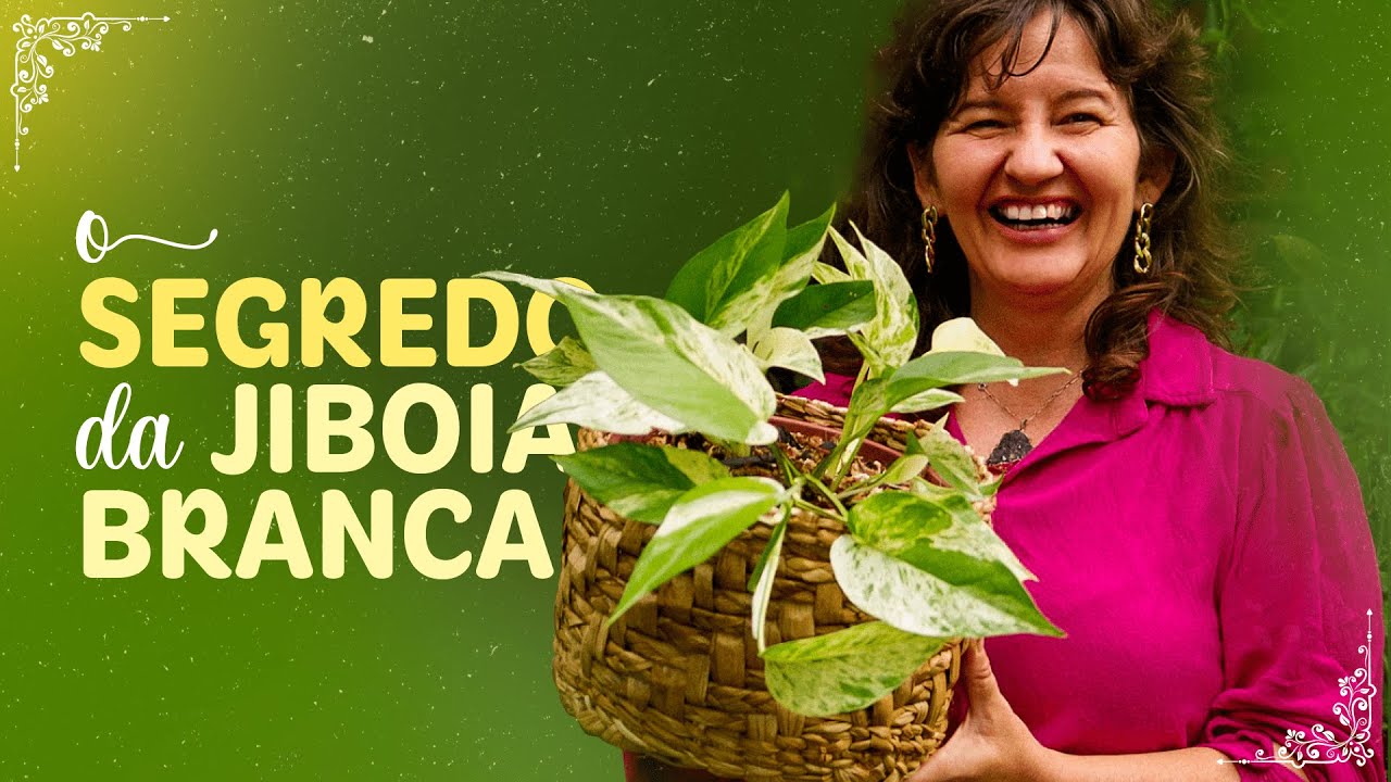 O SEGREDO para CULTIVAR a JIBOIA BRANCA