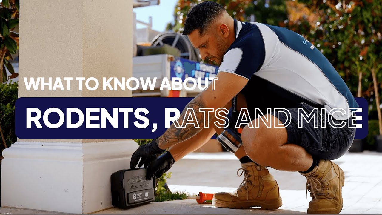 Rodents, Rats and Mice Pest Control | Sydney Pest Crew