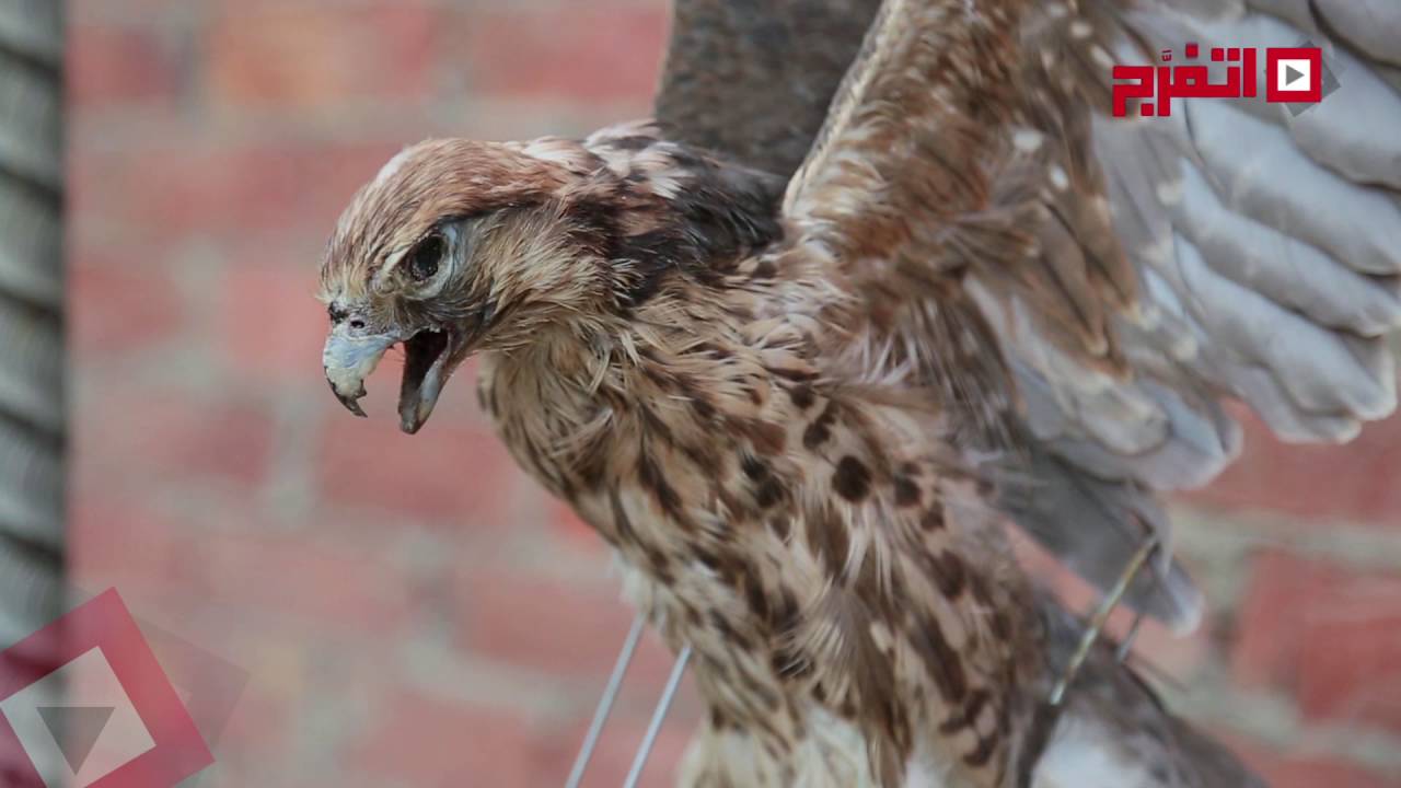 تحنيط الحيوانات