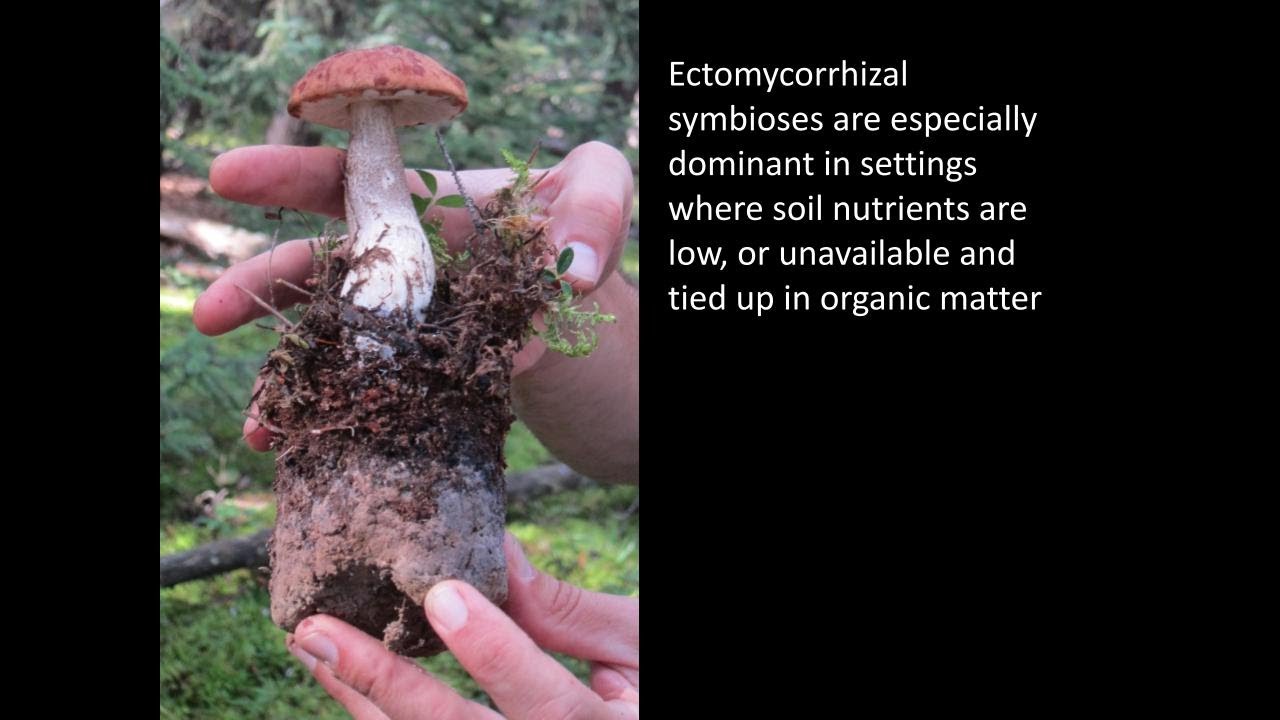 Fungal Communities Module 5: Dimensions of Ectomycorrhizal Fungal communities