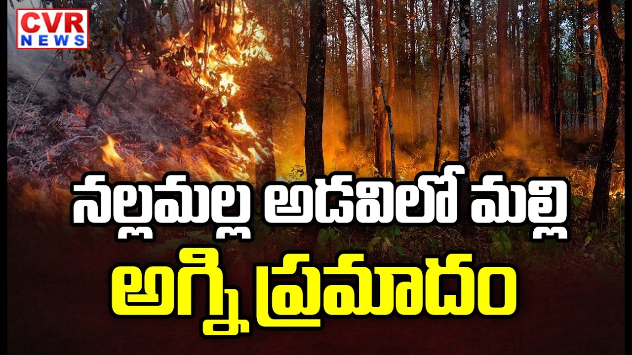 నల్లమల్ల అడవిలో మల్లి అగ్ని ప్రమాదం | Fire Accident In Nallamala Forest | CVR News