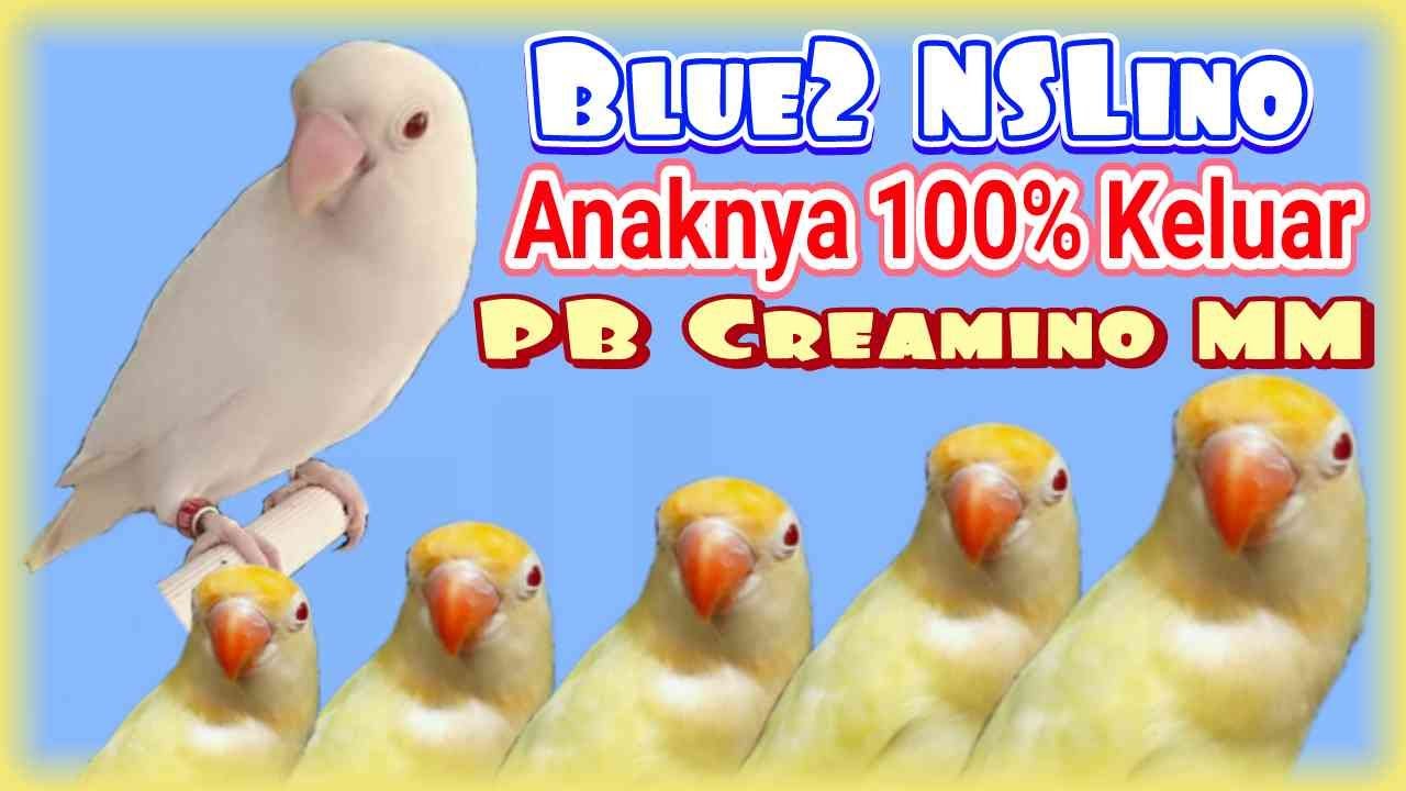Blue2 NSLino, Mutasi Pencetak Lovebird PB Creamino MM Anti Gagal
