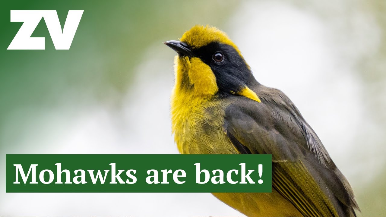 Helmeted Honeyeaters wild population boost