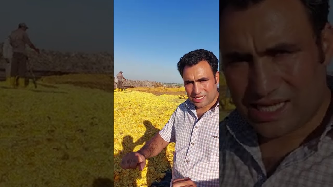 سيلاج البرتقال بديلا جزئيا لسيلاج الذره وتوفير ملايين سنويا. د. محمد حسن بكر تغذية حيوان
