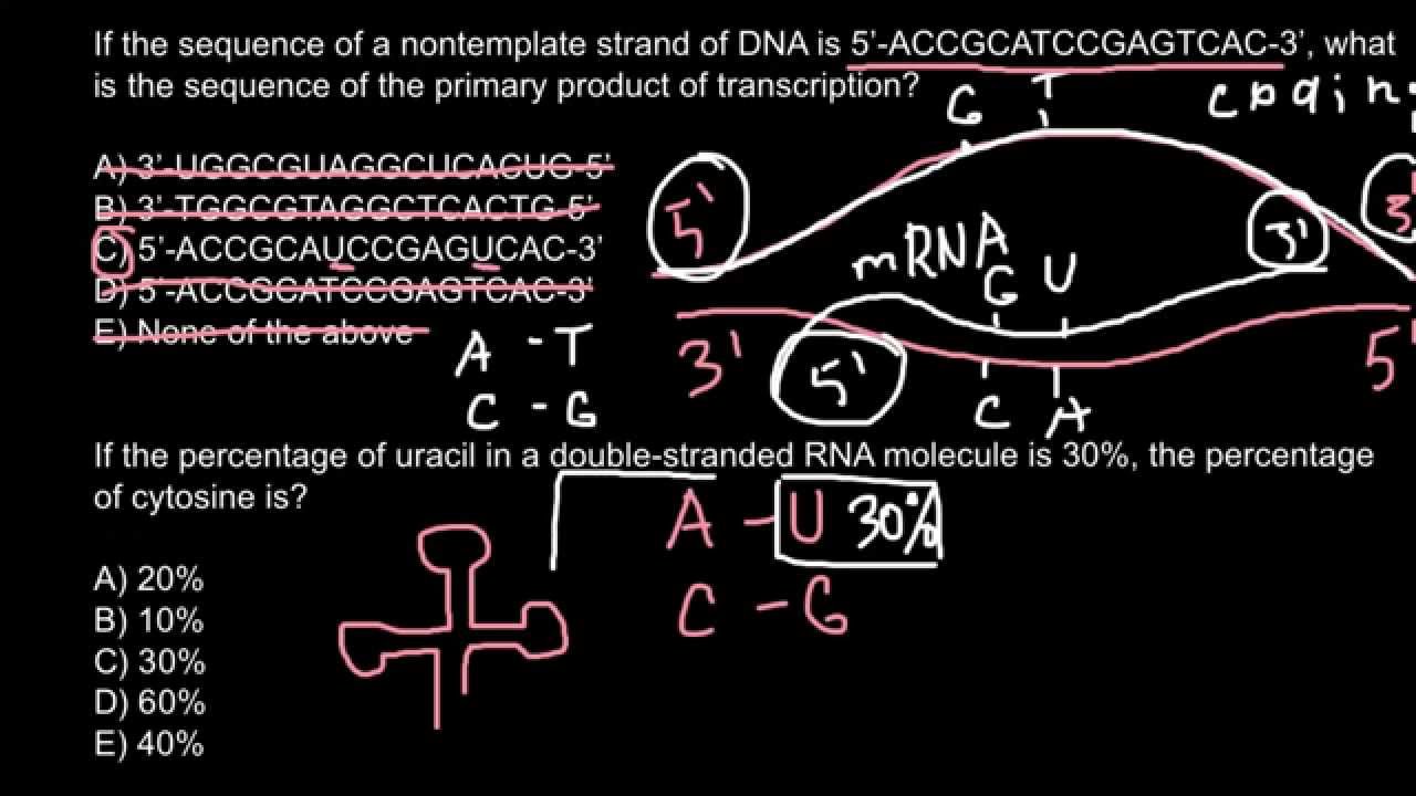 How to differ DNA strands: coding and noncoding, template and nontemplate