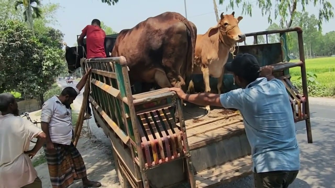 কঠিন বিপদের কারনে আমাদের বড় গরু বিক্রি করতে হলো ||Due to severe danger, we had to sell our big cows