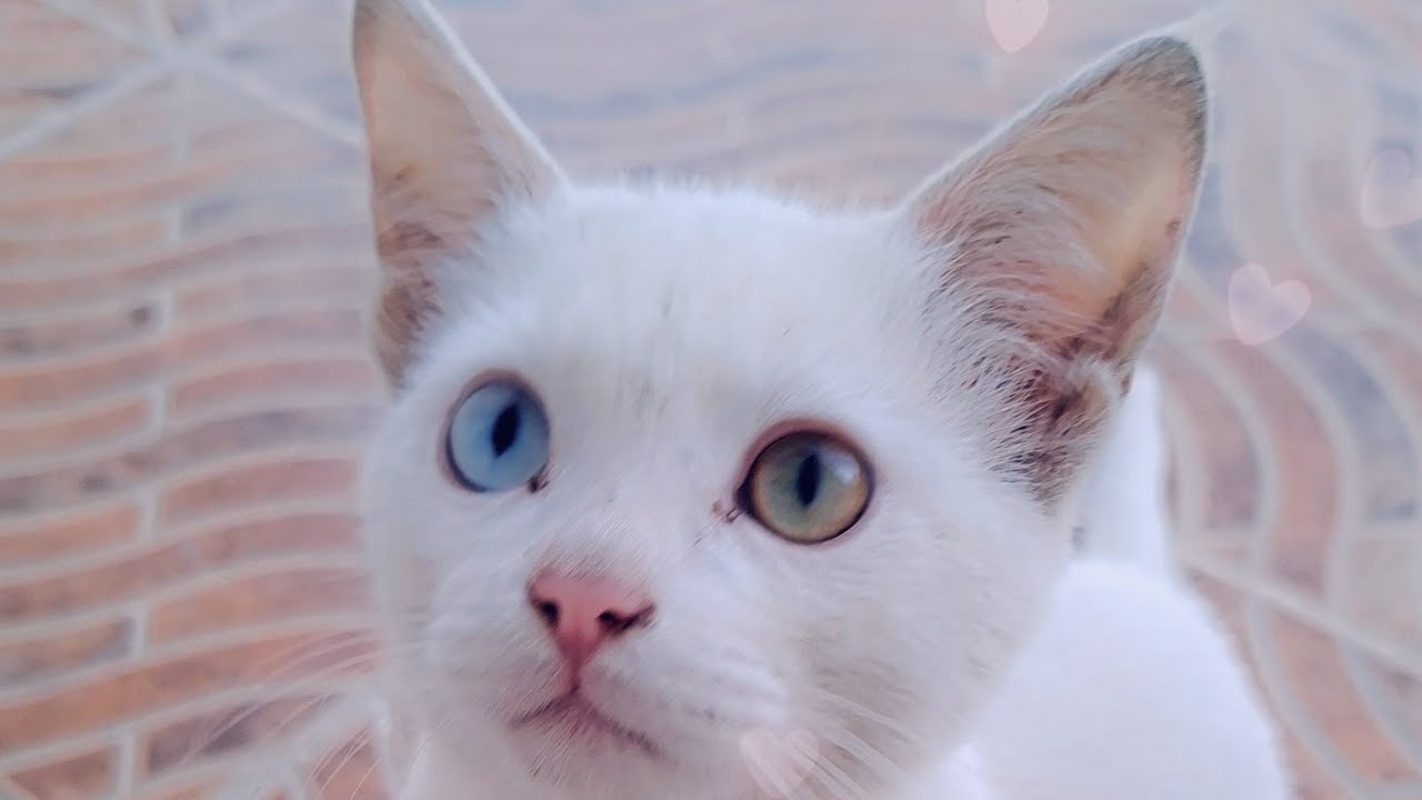 Kitten is live with its life story #sad life story 