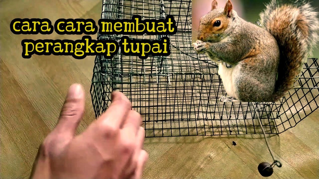 CARA MEMBUAT PERANGKAP TUPAI DAN TIKUS MENGGUNAKAN JARING HIJAU