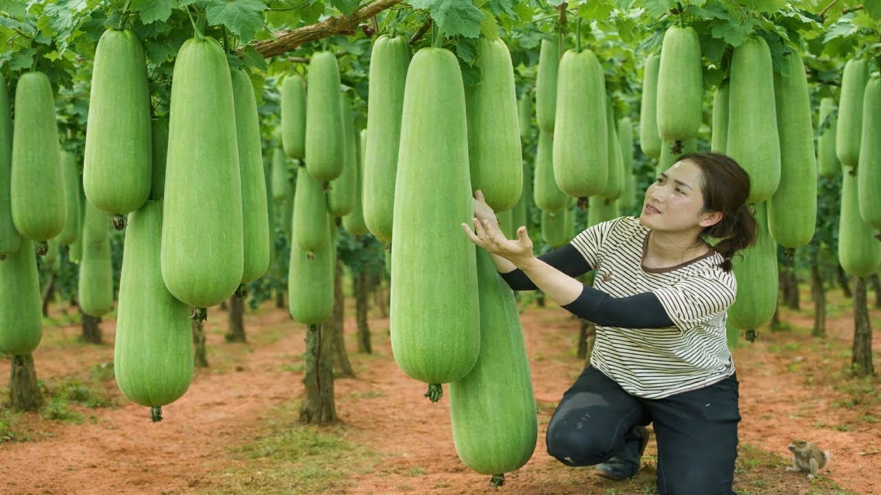 Harvesting Giant Gourds to Sell at the Market – You Won’t Believe the Size