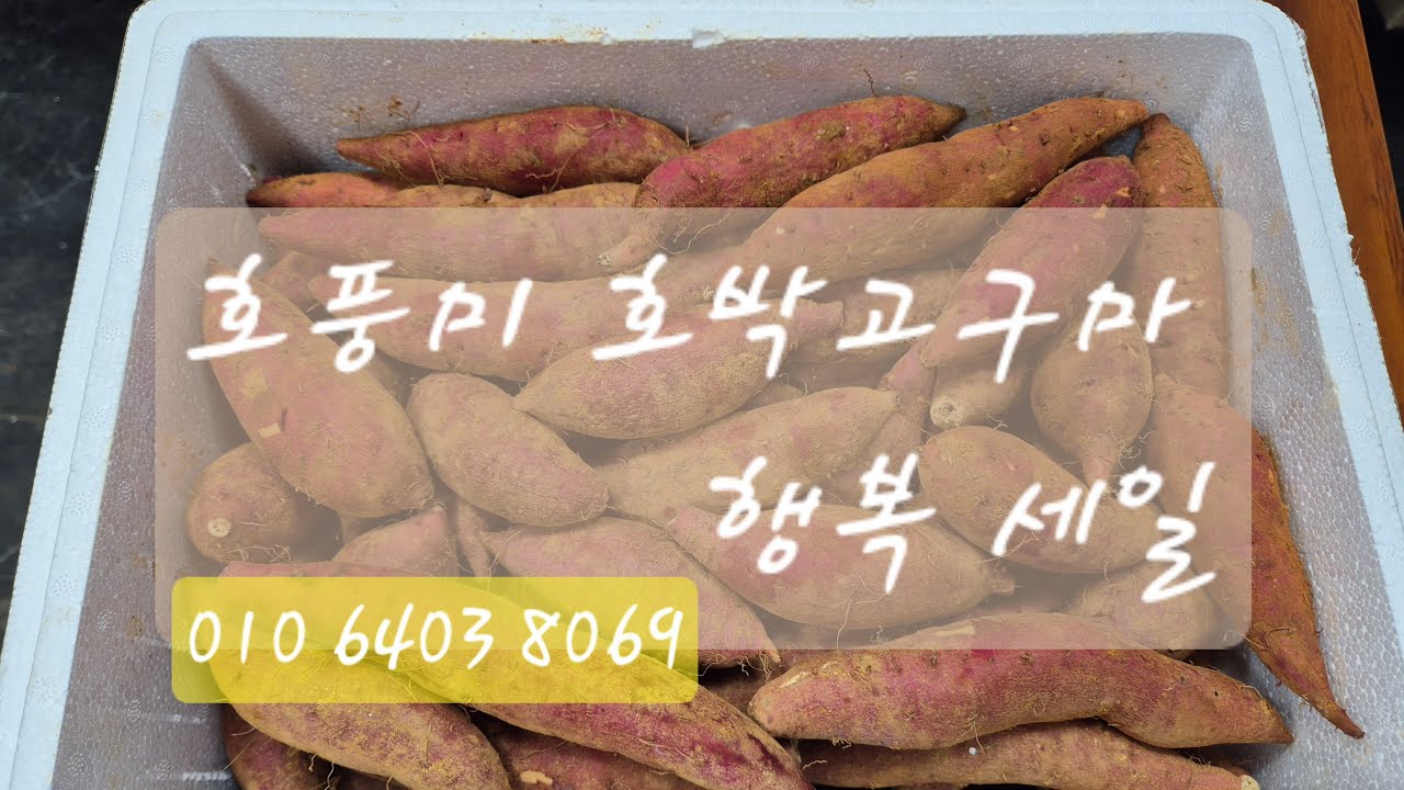 호풍미 호박고구마 행사  서리태 콩 행사 010 6403 8069
