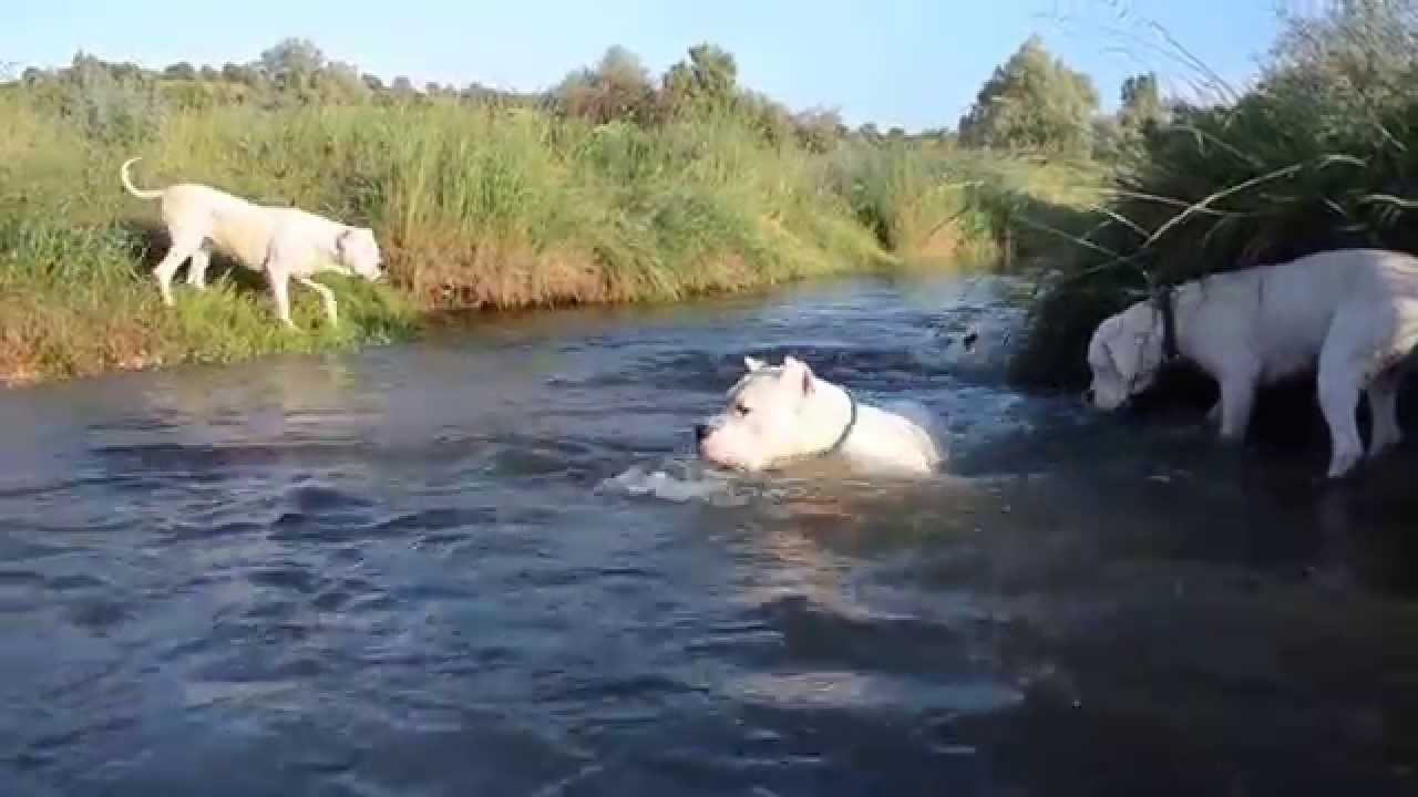 Dogo Argentino - de la Pampita "Our private swimming pool :) "