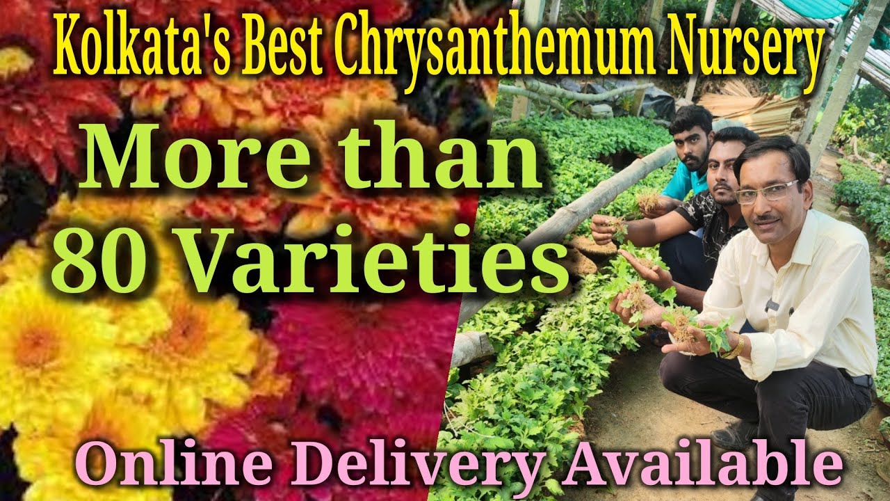 Nursery Method of Growing Cutting of Chrysanthemum. Learn the whole process and do it at your home