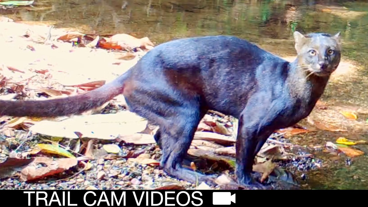 Jaguarundi Jumps Creek! Animals & Wildlife on Trail Cam | Costa Rica