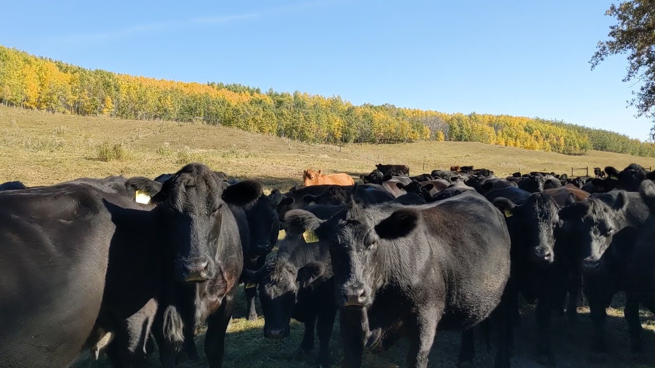 Fall is Here on Alberta Ranch