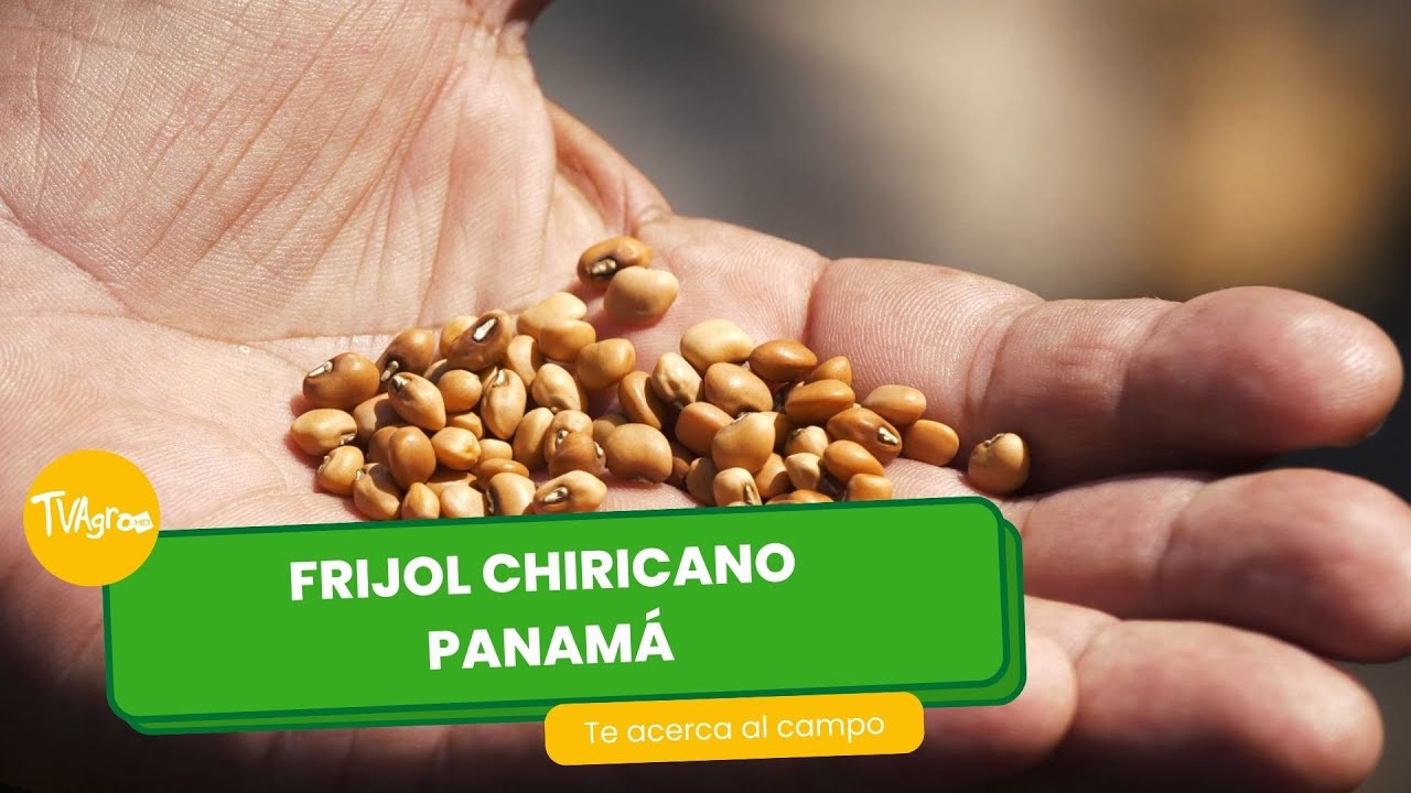 Frijol Chiricano en Panamá - TvAgro por Juan Gonzalo Angel Restrepo