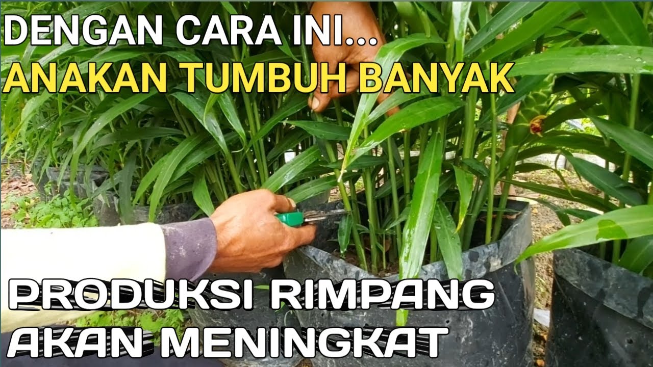 Pemangkasan Jahe Untuk Memperbanyak Jumlah Anakan Rimpang - Panen Meningkatkan