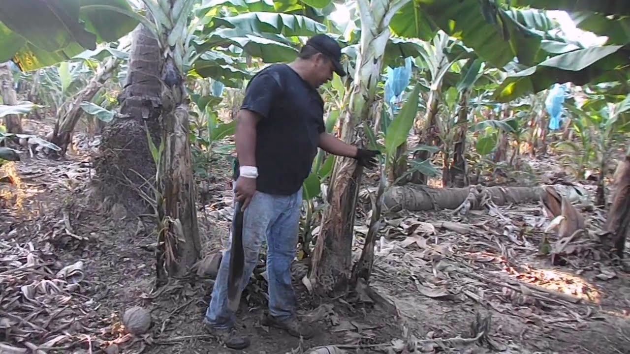 ¿SE PUEDE ARRANCAR UN HIJO DE PLÁTANO SI LA MATA MADRE NO A DADO RACIMO?