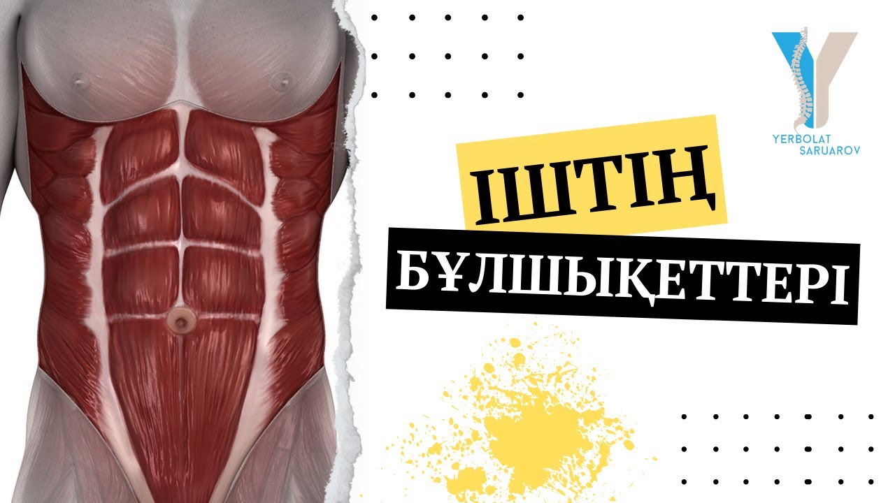 Іштің бұлшықеттері #musculi #abdomines #anatomy