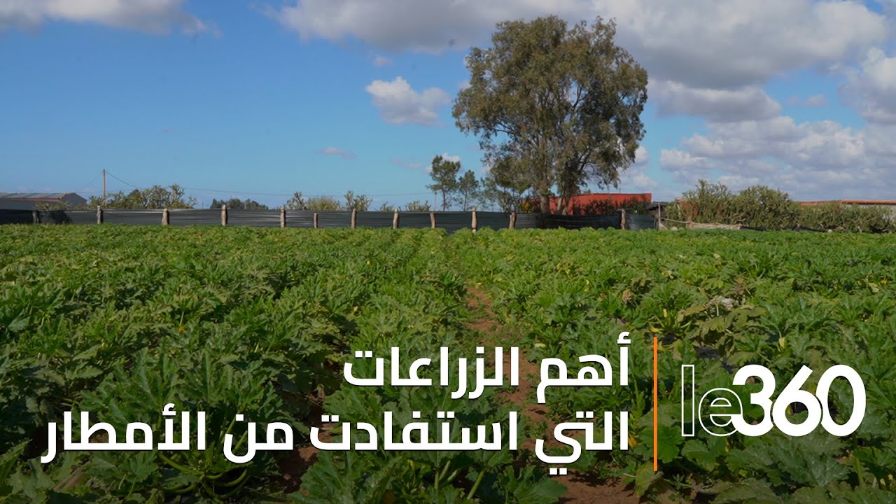 هذه أهم الزراعات التي استفادت من أمطار مارس بمنطقة الغرب